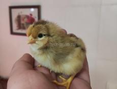 Цыплята домашние 