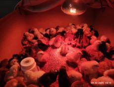 Цыплята домашние