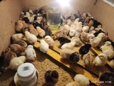 Цыплята домашние