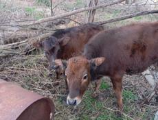 Продаются телята