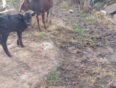 Продаются телята