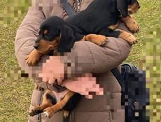 Полтора месяца такса !