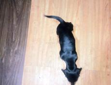 Полтора месяца такса !