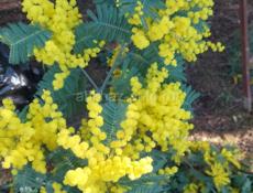 Приём мимозы оптом 