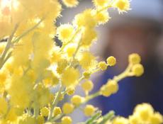 Приём мимозы в цандрипше 