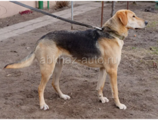 Девять месяцев кобели оба