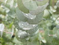 Продаю саженцы эвкалипта 9192473