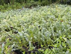 Продаю саженцы эвкалипта 9192473