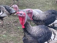 Продам индюшек