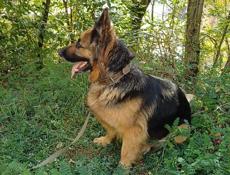 Щенки немецкой овчарки срочно