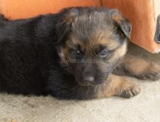 Щенки немецкой овчарки срочно