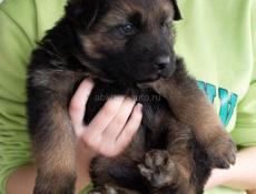 Щенки немецкой овчарки срочно