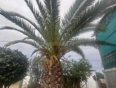 Пальма Итальянская 