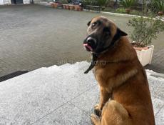 Чей потеряшка? 