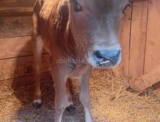 Продаю телёнка +79409929618