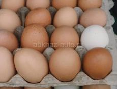 Домашние яйца 