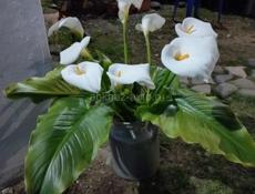 Двухэтажный коттедж