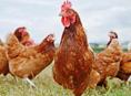 Петухи редбро 