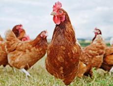 Петухи редбро 