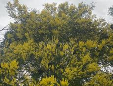 Мимоза 