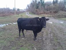Продается хороший бык! Защитит ваше стадо от Волков. 150 кг примерный вес, может больше.