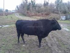 Продается хороший бык! Защитит ваше стадо от Волков. 150 кг примерный вес, может больше.