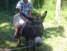 Продаю ишака который снизу 😂