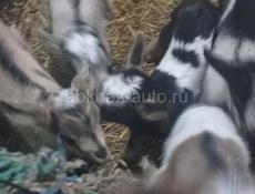 Козлята с документами