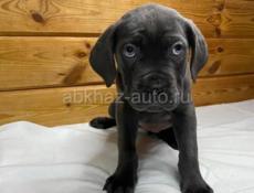 Продаются щенки КАНЕ КОРСО 🖤🖤🖤🖤🖤🖤🖤🖤🖤