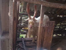 Абщт@ СВЯЗЬ 9961888 