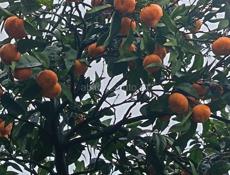 Мандарины и апельсины.