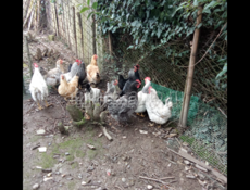 Продаются домашние куры живые и чищеные доставка есть по всей Абхазии 
