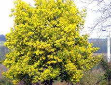 Куплю мимозу