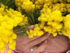 Куплю мимозу