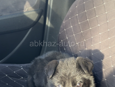 Потерялась собака, в районе Чанба , улица Асландзия 