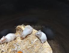 Хомяки.клетки.