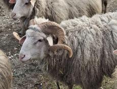 Трехгодичный баран