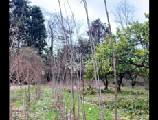 Саженцы алича 