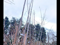 Саженцы алича 