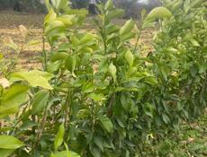 Саженцы лимона навагрузинский 