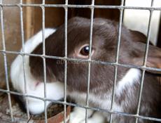 Кролики больших пород.