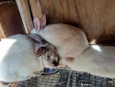 Кролики больших пород.