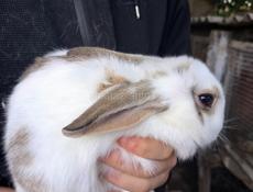 Кролики больших пород.