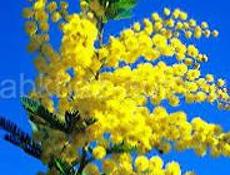 Приём мимозы 