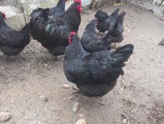 Куры джерсейский гигант