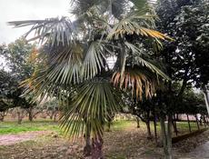 Продаю пальму . 