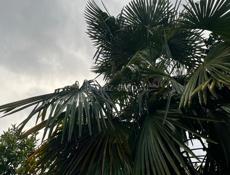 Продаю пальму . 