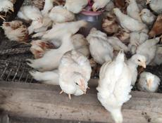 Продаю цыплят несушек им 2 месяца по 300 рублей! 