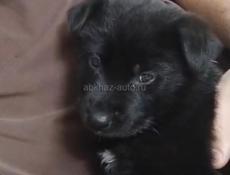 Пропала собака , нашедшему вознаграждения 