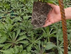 рассада цветов 